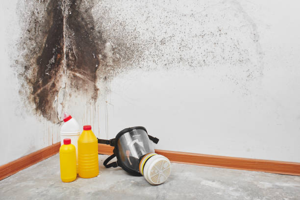 Best Mold Cleaning Services  in Bayou Country Clu, LA