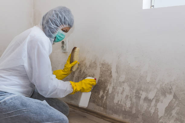 Best Mold Remediation  in Bayou Country Clu, LA