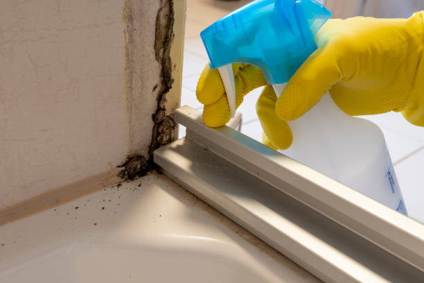 Best Emergency Mold Removal  in Bayou Country Clu, LA