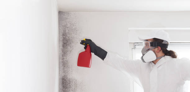 Best Fast Mold Removal  in Bayou Country Clu, LA