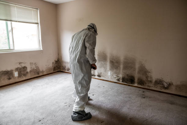 Professional Mold Removal in Bayou Country Clu, LA