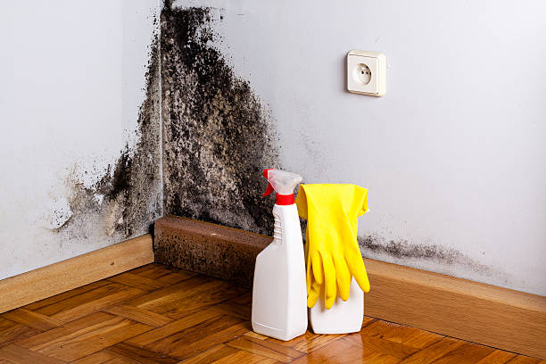 Best Mold Damage Repair  in Bayou Country Clu, LA