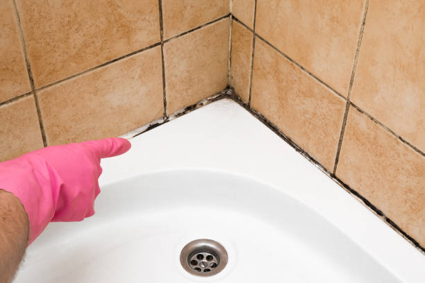 Best Affordable Mold Removal  in Bayou Country Clu, LA